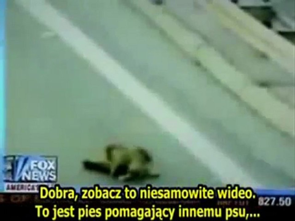 Kiedy zwierzęta stają sie bardziej ludzkie niz ludzie....