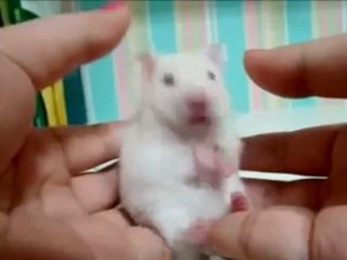 Inception Animals Compilation!