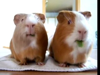 Guinea pigs eating contest!