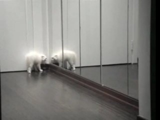 White kitty mirror fight