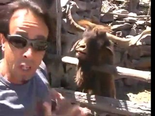 Man argues with spitting goat