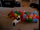 Dog vs Baloons