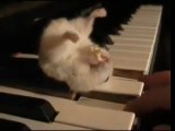 Hamster eating popcorn on the piano