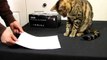 Bengal Cat Rumble Attacking & Biting A4 Paper Linus Cat Tips