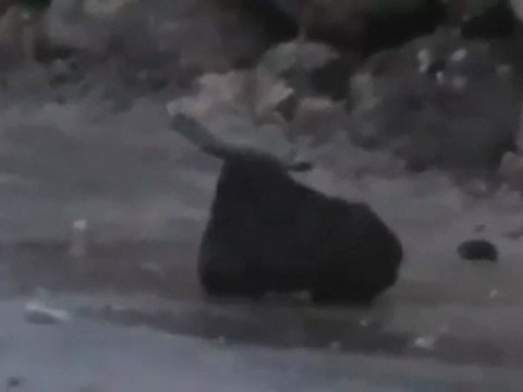 فري برس درعا بعض مشاهد الدمار الذي خلفه القصف المدفعي على الناس المدنيين بصر الحرير 18 2 2012 ج1