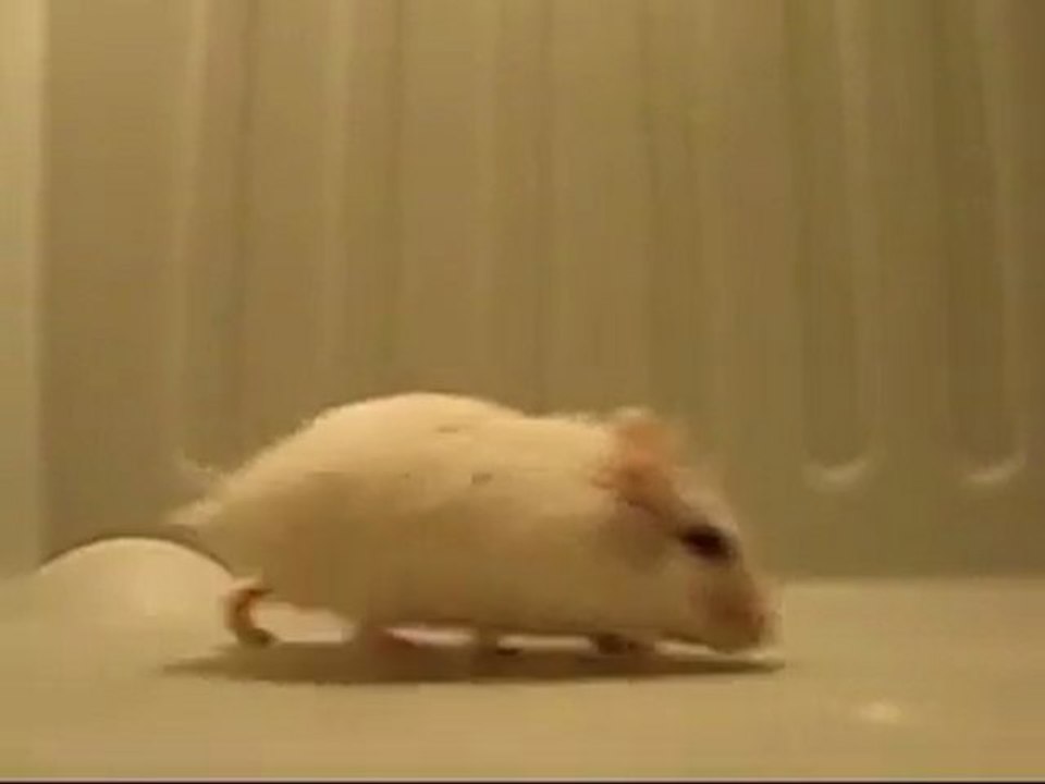 Hamster qui fait des saltos arrières