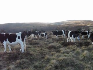 Vache Bretonne ancienne - BPN