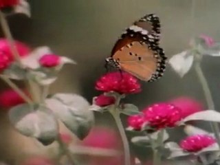 Nenjachi Nenjachi (Mull Illatha Roja)