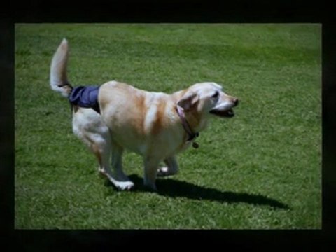 Doggie Diapers For Your Senior Dogs
