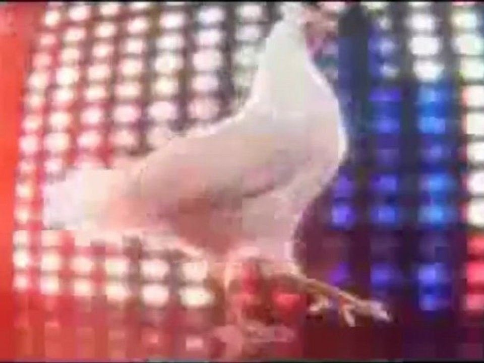 techno poule