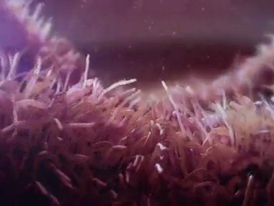 Born HIV Free: Non lasciamo che l'AIDS distrugga il loro futuro
