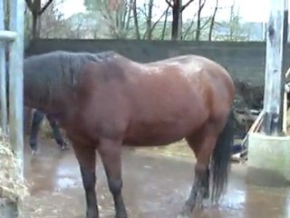 Autour du ratelier de foin (janvier 2012)