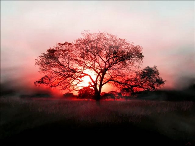 Johnny Cash You are my Sunshine (Original)