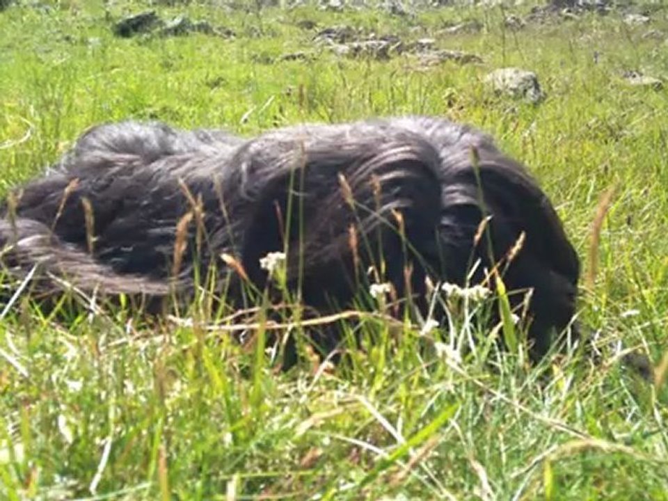 4 ans que j'ai Chippie