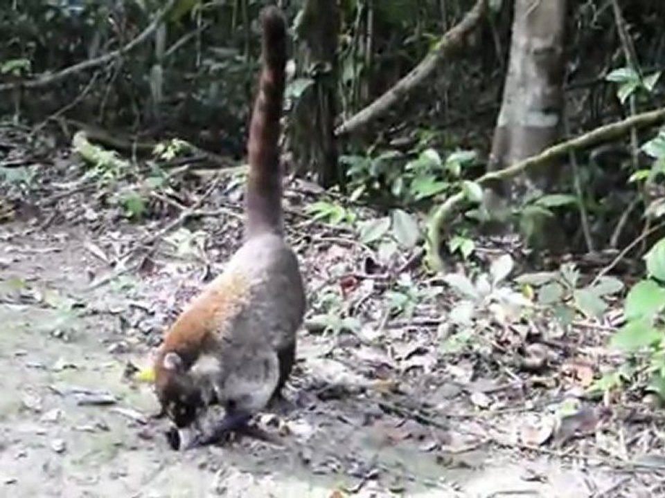 Coati à Tikal