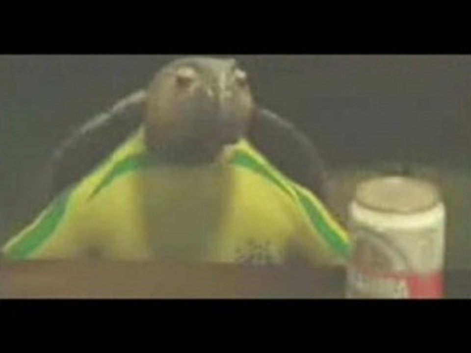 Beer Turtle 3