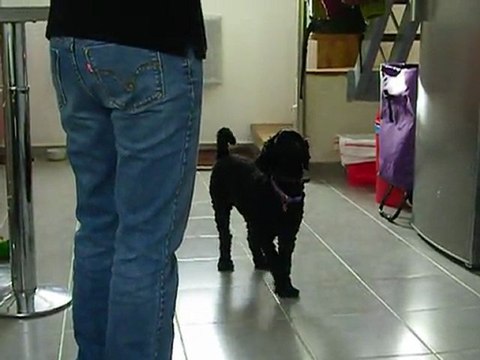 Donne les pattes droite et gauche (assise) - Donne les pattes droite et gauche (debout)