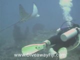 Claire & The Eagle Rays @ Diveaway Fiji