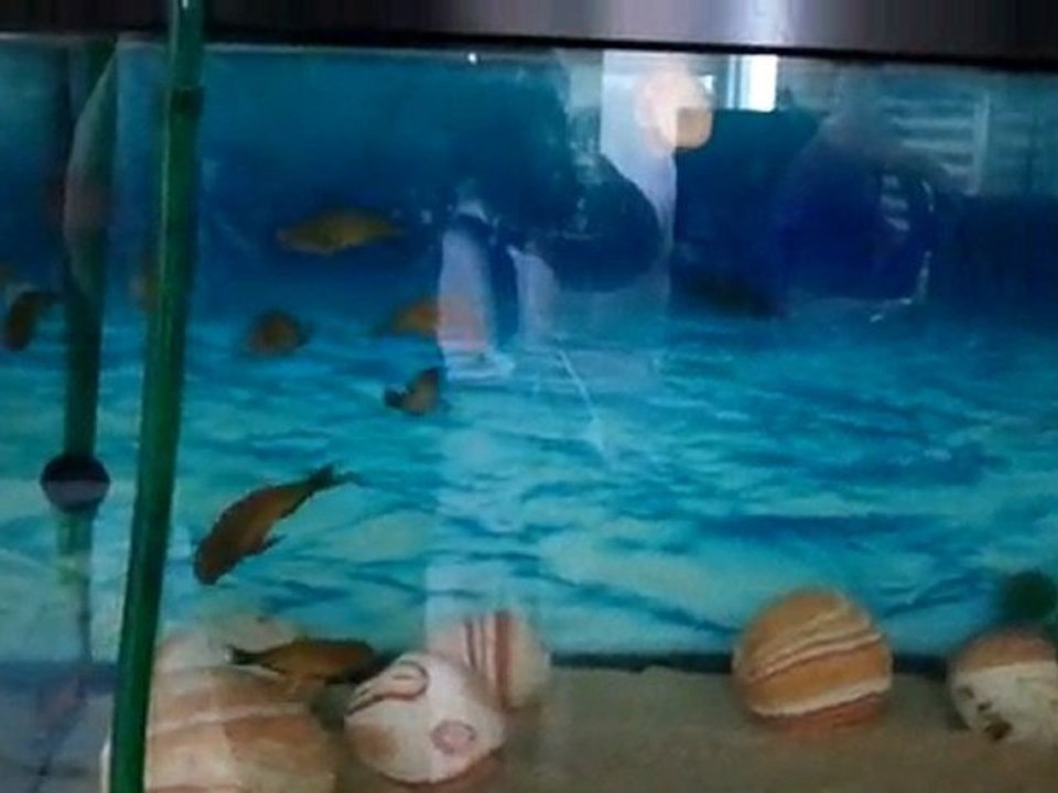 Video0006