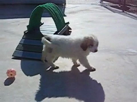 Authentiques Chiots Montagne des Pyrénées LOF Patou