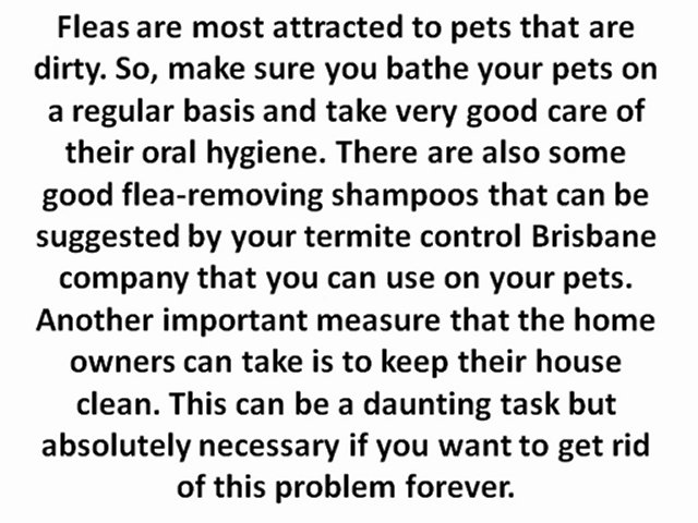 Tips for Getting Rid of Fleas