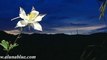 Nature Stock Footage - Video Backgrounds - Blooms 02 clip 08