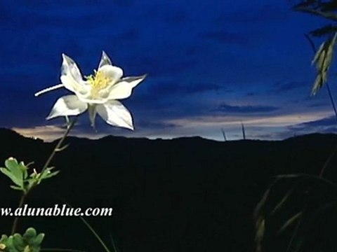 Nature Stock Footage - Video Backgrounds - Blooms 02 clip 08