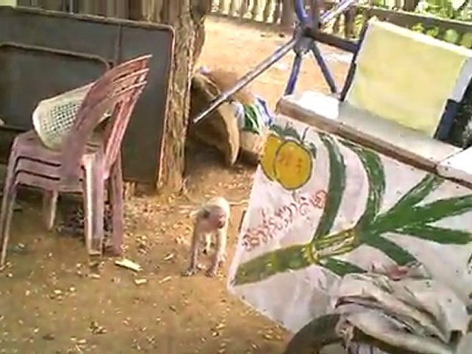 Le temple de hommes et ses singes