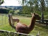 Alpacas