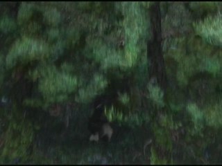 Rebelle : bande annonce #2 VO