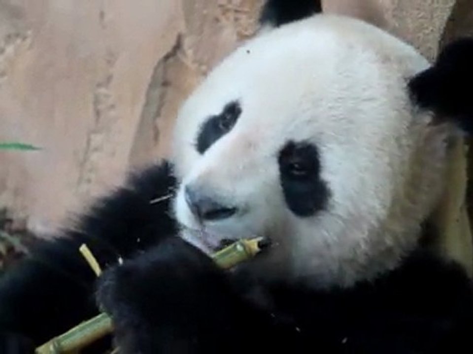 Unique en France : des pandas en Loir-et-Cher