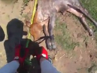 Guy Saves Calf From Drowning