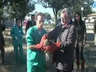 Animales silvestres rehabilitados y liberados