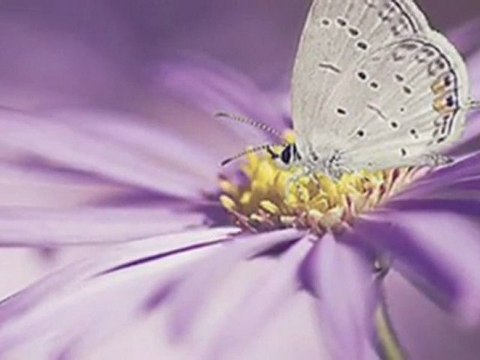 EĞER-CAN YÜCEL-(YURDAGÜL ÖZAY).wmv - YouTube