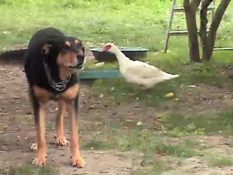 Des animaux en ville