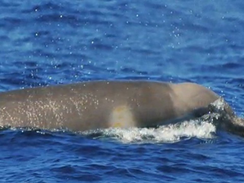 Erstmals gefilmt: seltene Schnabelwale