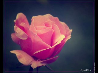 tracy - promise - photos