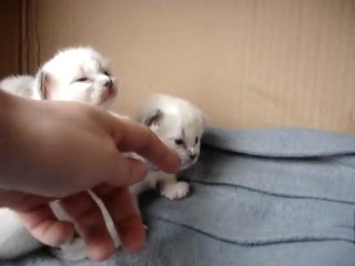 La petite troupe s'éveille