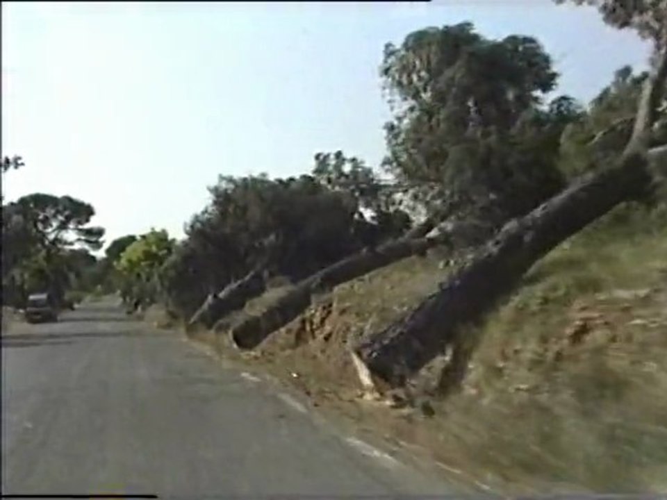 Tallen pins a la carretera de l'empalme. Benlloch, 7-7-1989