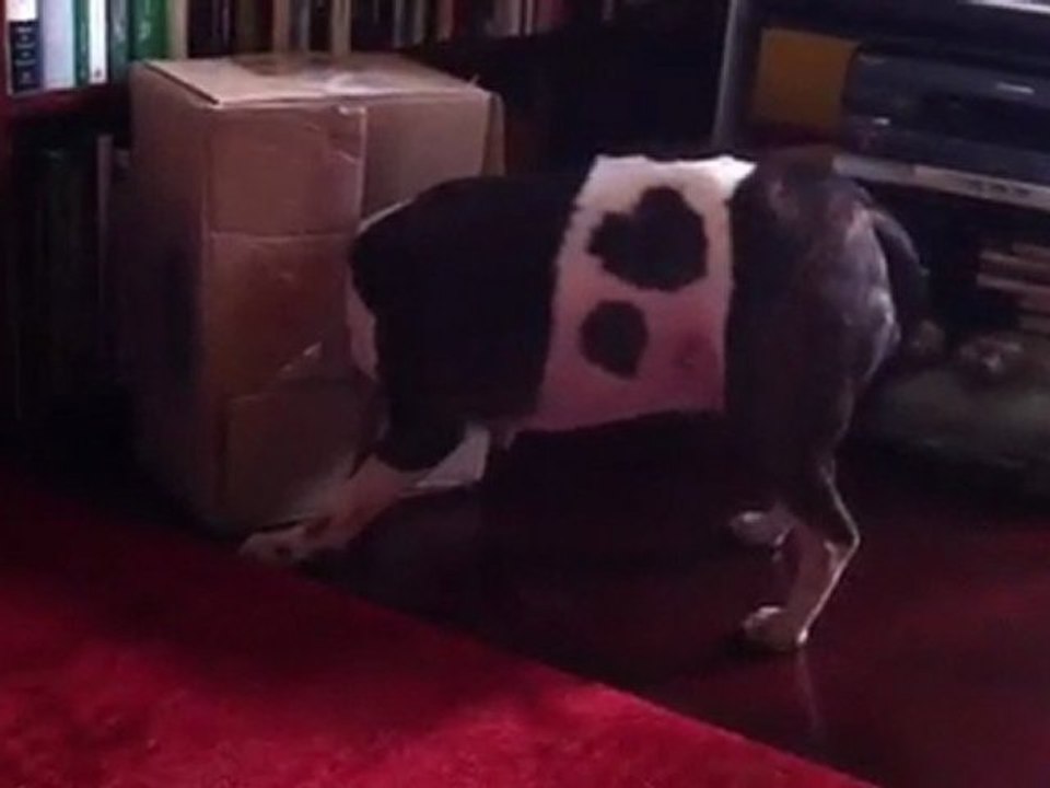 bull terrier with treats