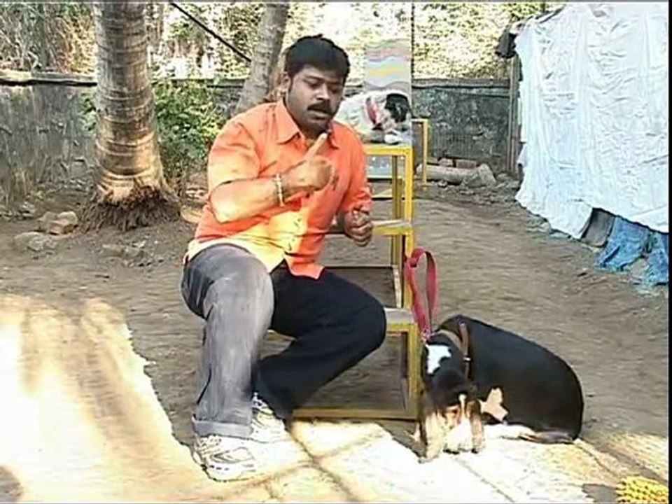 Basset part-1