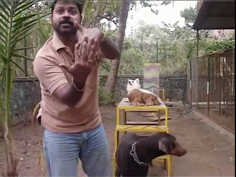 doberman episode 2.2