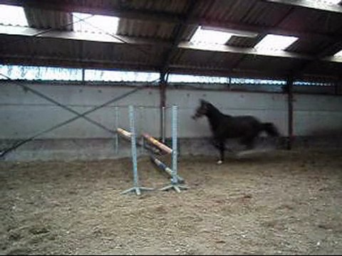 entier KWPN 3ans Unaniem x Goodtimes