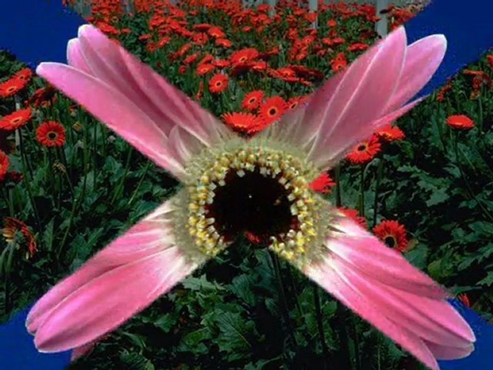 Gaziantep ilahi grubu