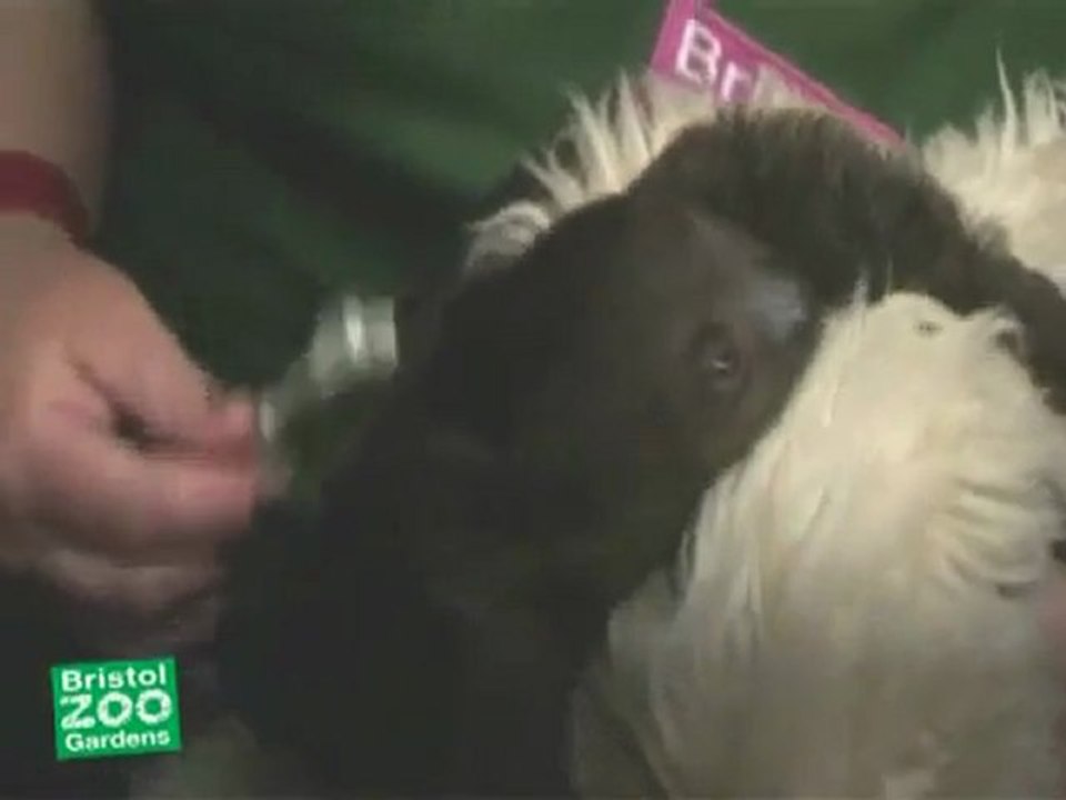 World's cutest baby sloth Sid, hugging her favourite teddy_