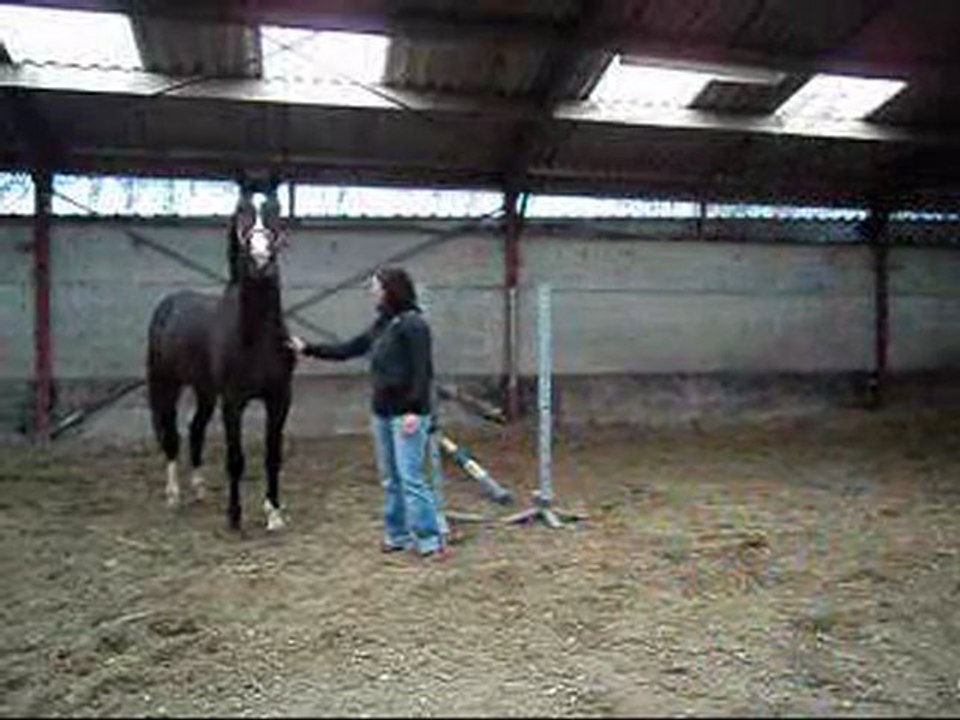 Cheval 3 ans Entier KWPN top origines : Unaniem x Goodtimes