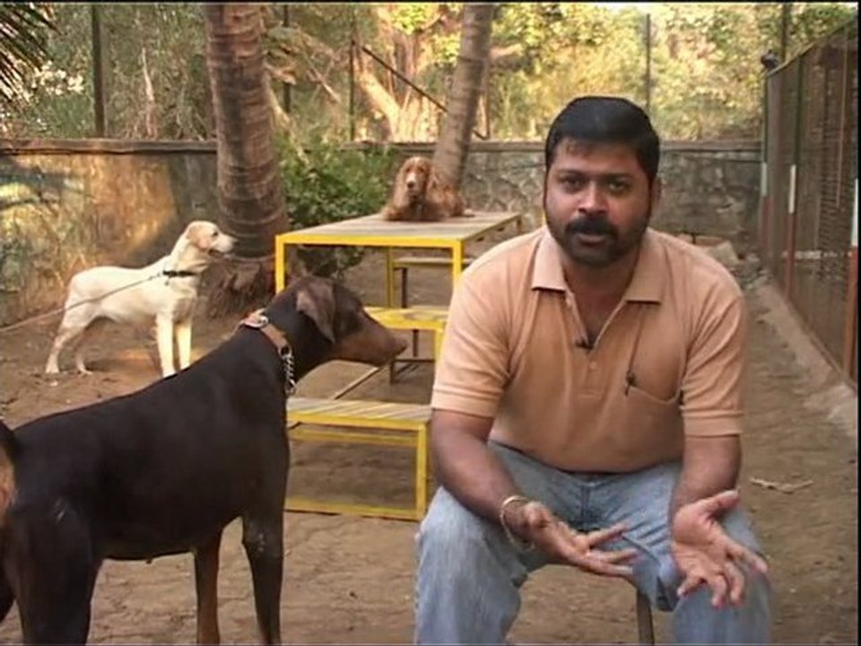Allabt Animals EPisode 2.2