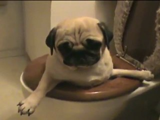 Pug Falls In Toilet