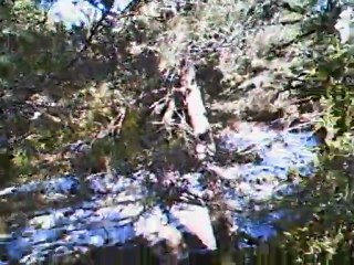 Débourrage parc sanglier Gringo, Gaby, Grenade (sanglier à 3.57)