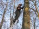 Forestiers par nature : Ouvrier sylviculteur bûcheron